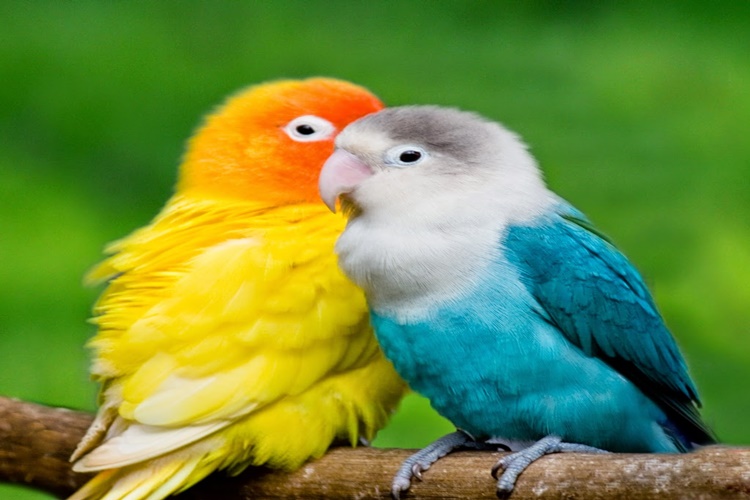 Muhabbet Kuşları Neden Uyumaz?