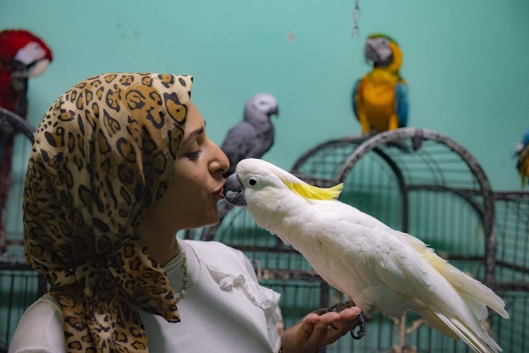 Muhabbet Kuşu Eğitimi Hakkında Bilgiler