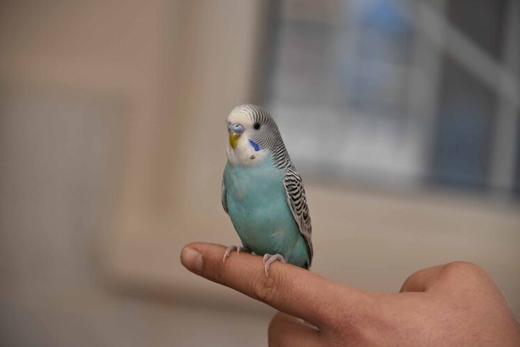 Muhabbet Kuşu Zayıflama Zararları Nelerdir?