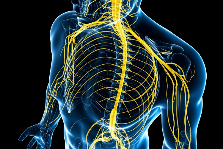 Multipl Skleroz Hakkında Merak Edilenler 