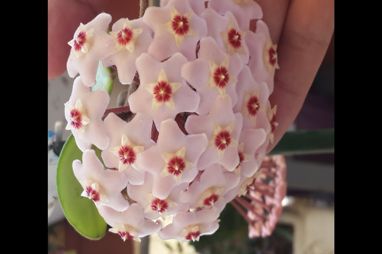 Mum Çiçeği Neden Gece Kokar?