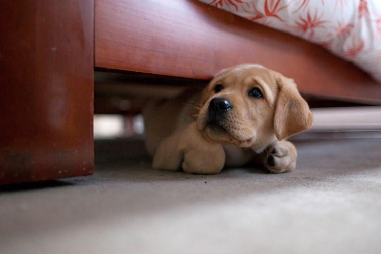 Müslümanlar Evde Köpek Besleyebilir Mi?