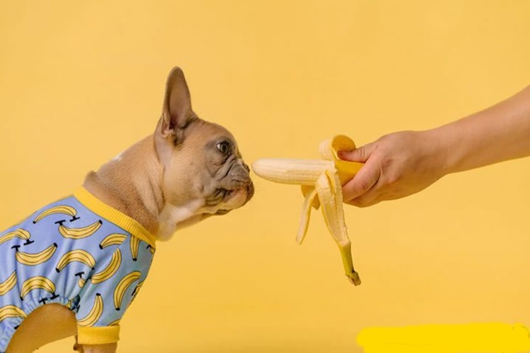 Muz Köpeklere Zararlı Mı?