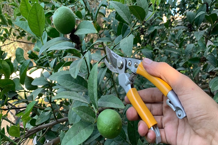 Narenciye Budama Hangi Ayda Yapılır?