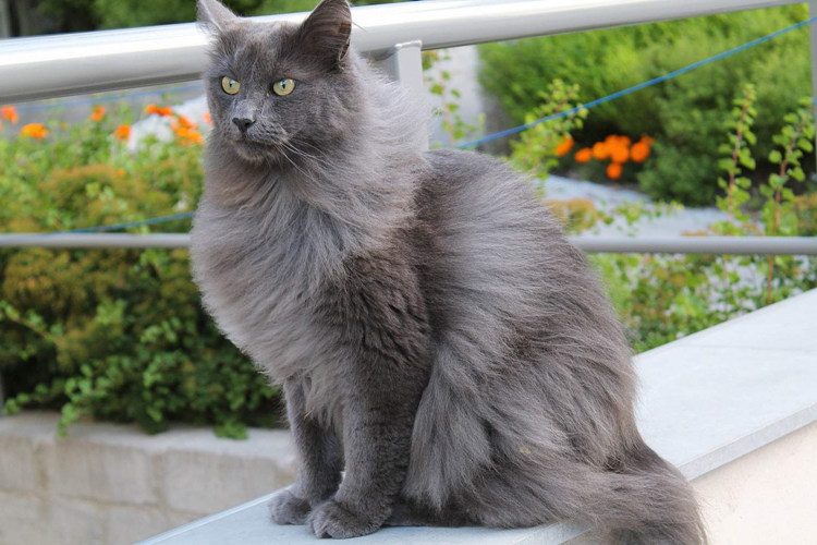 Nebelung Kedi Fiyatı 2023 Ne Kadar?