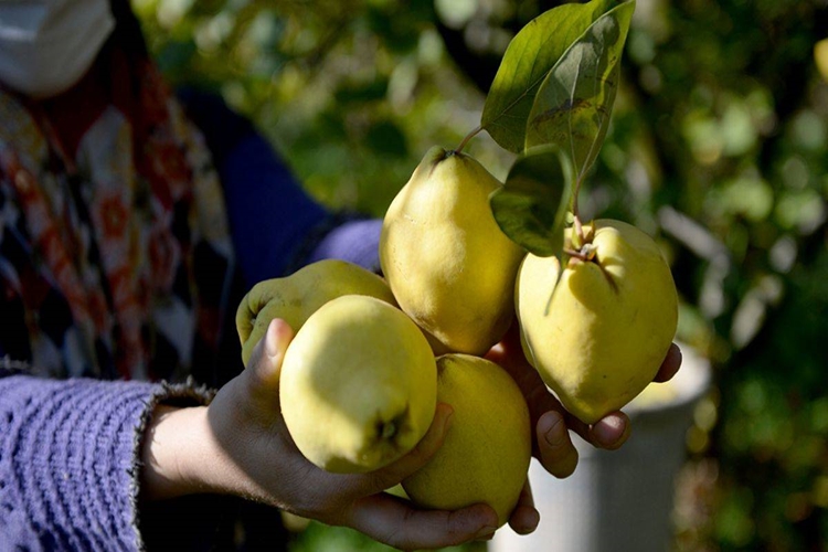 Neden Ekmek Ayvası Denir?