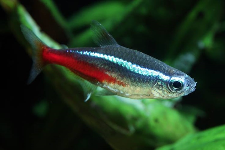 Neon Tetra Hangi Balıklarla Yaşar?