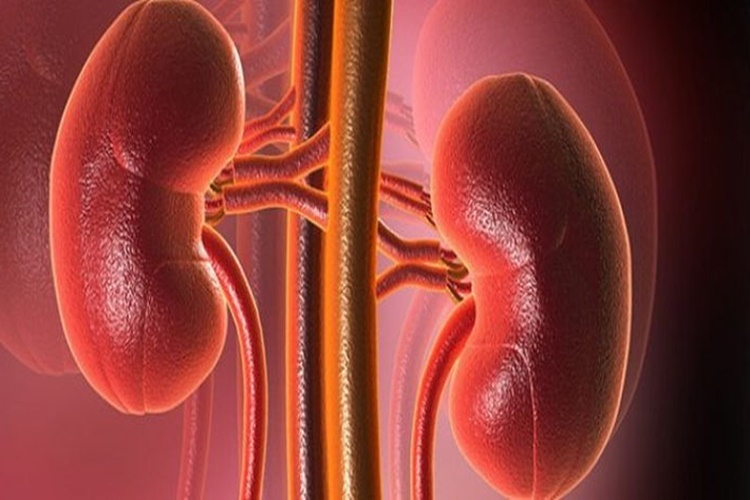 Neurontin Böbreklere Zarar Verir Mi?