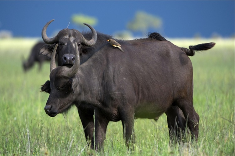 New York Buffalo Var Mı?