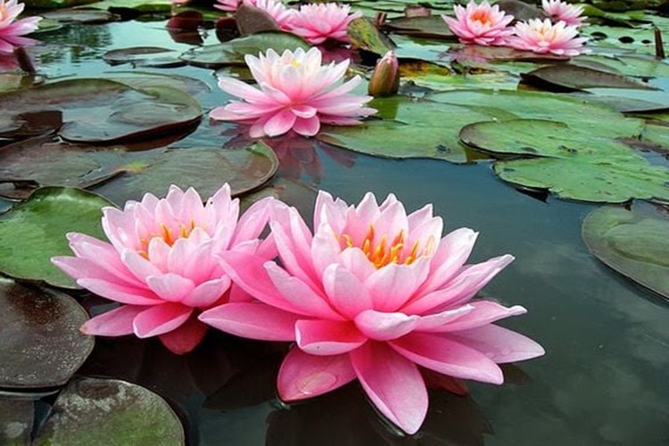 Nilüfer Çiçeği Ve Lotus Aynı Mı?