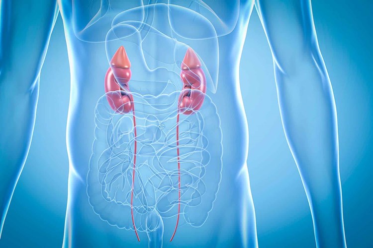 Norvasc Böbreklere Zarar Verir Mi?