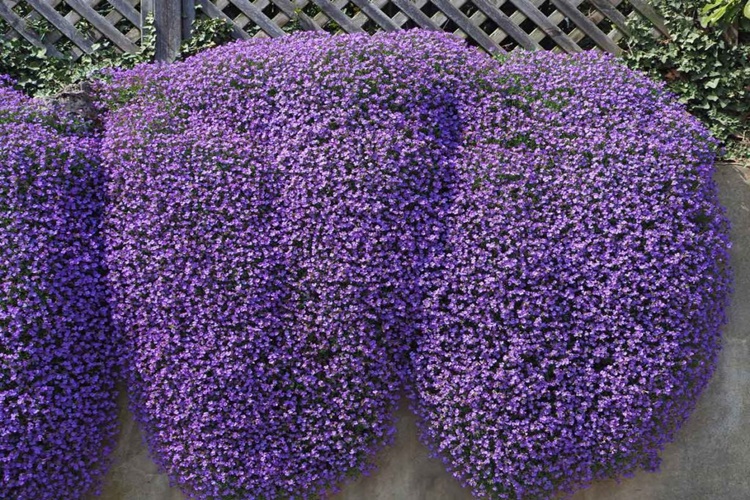 Obrizya Çiçeği Ne Zaman Çiçek Açar?