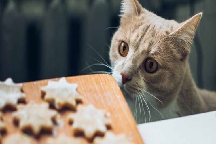  Ödül Maması Kedilere Zararlı Mı?