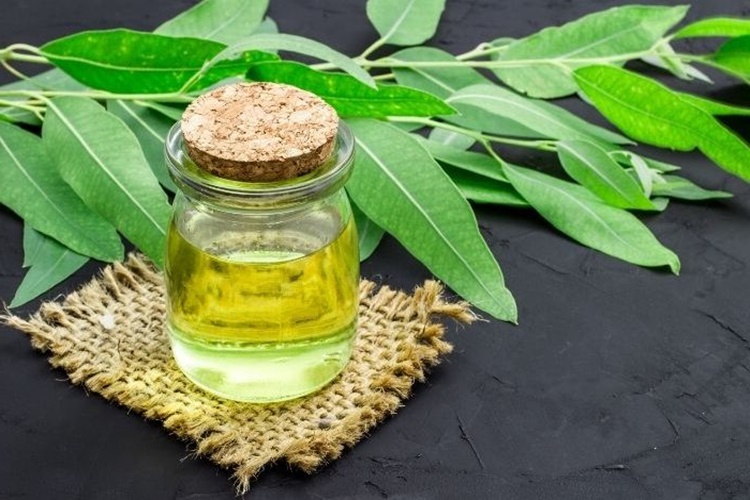 Okaliptüs Yağı Çatlaklara İyi Gelir Mi?