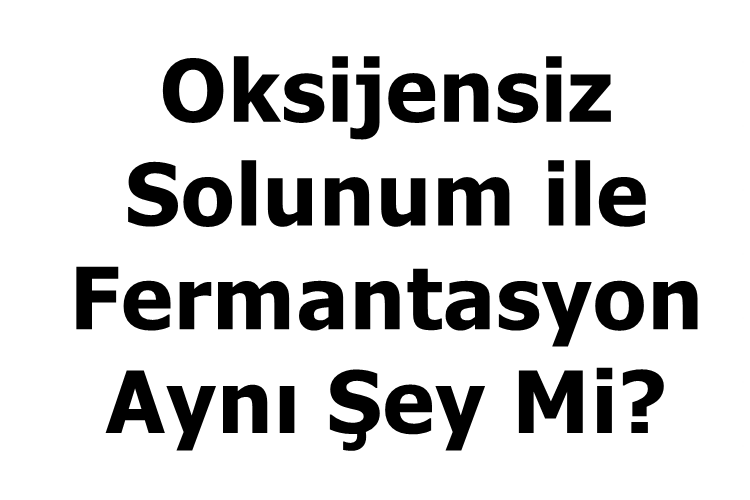 Oksijensiz Solunum ile Fermantasyon Aynı Şey Mi?
