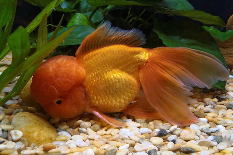Oranda Balığı Hangi Balıklarla Yaşar?