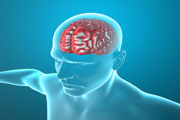 Organ Nakli Beyin Ölümü Gerçekleşmiş Kişilerden Mi Yapılır?