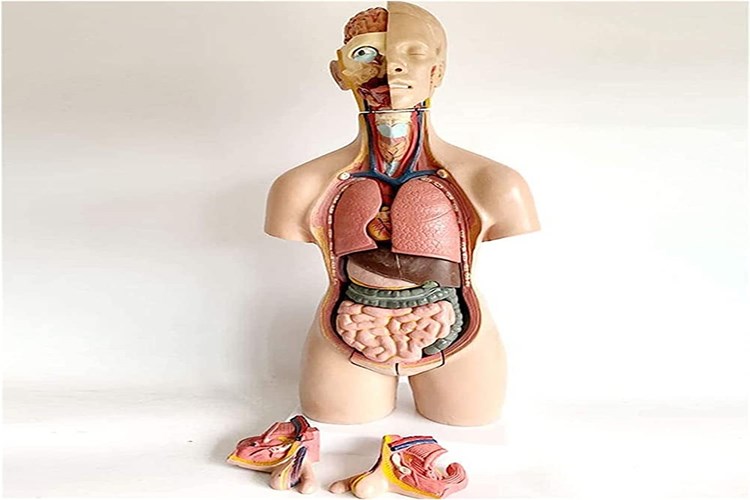 Organ Yetmezliği Kaç Gün Yaşar?