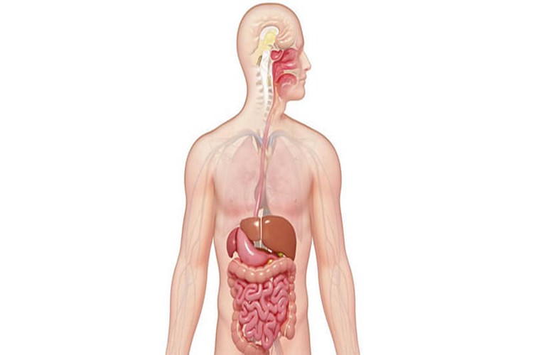 Organ Yetmezliği Nasıl İyileşir?