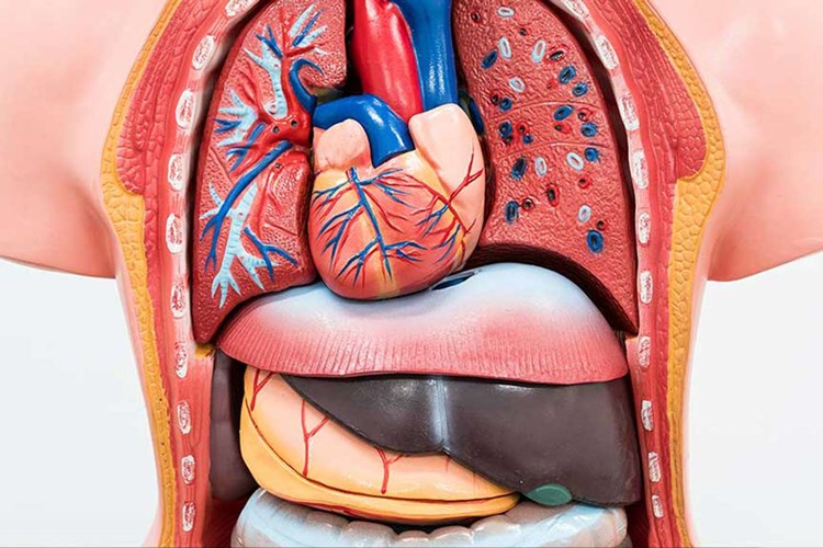 Organ Yetmezliği Nedenleri Nedir?