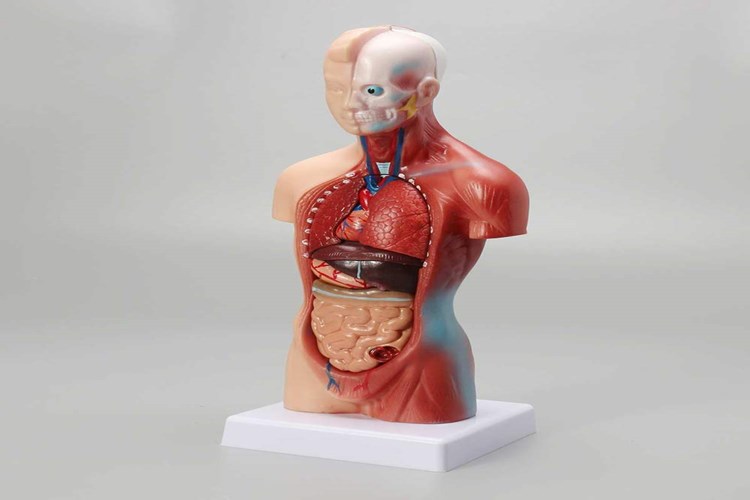 Organ Yetmezliği Öldürür Mü?