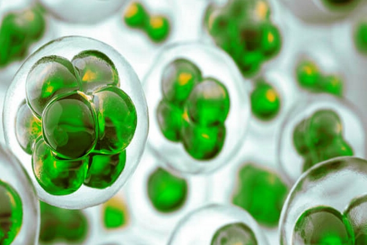 Organik Bileşikler Nelerden Oluşur?