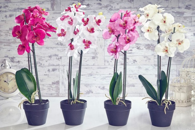 Orkide Bakımı Nasıl Budanır?