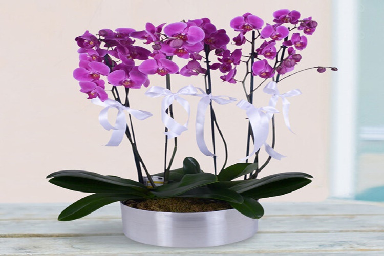 Orkide Kediler Için Zehirli Mi?