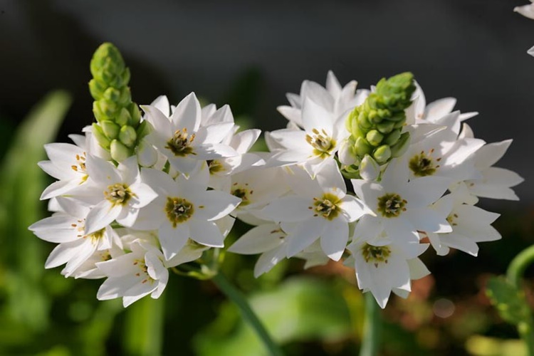 Ornithogalum Ne Zaman Çiçek Açar?