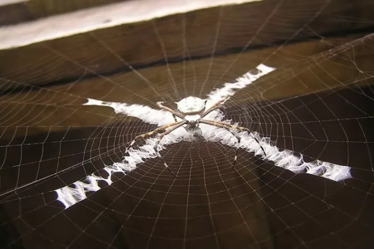 Örümcekler Ağlarını Hangi Yöne Örer?