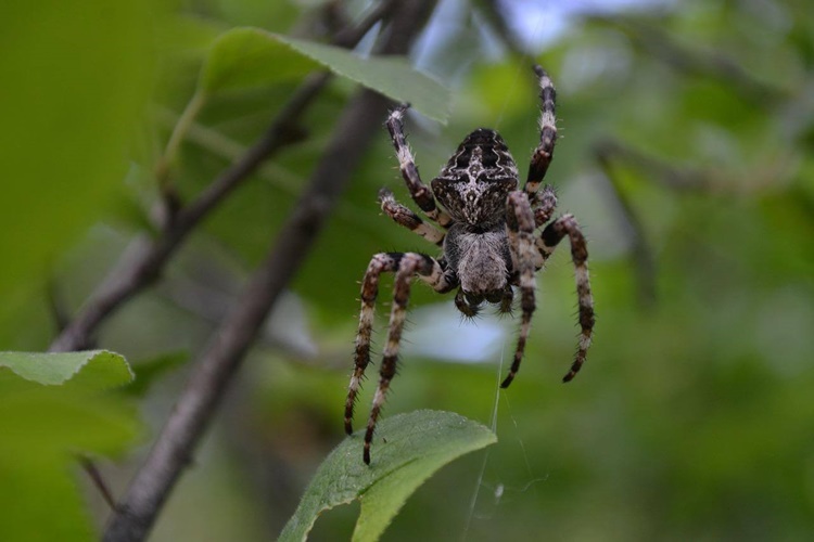 Örümcekler Kaç Gün Aç Yaşar?