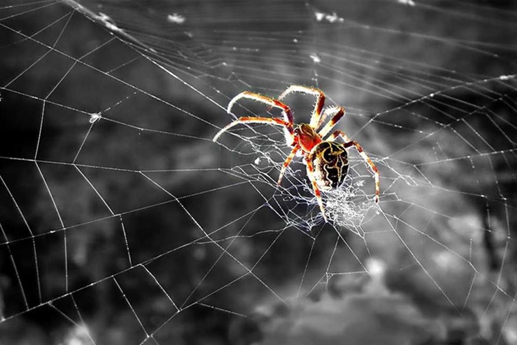 Örümcekler Yumurtalarını Nereye Bırakır?
