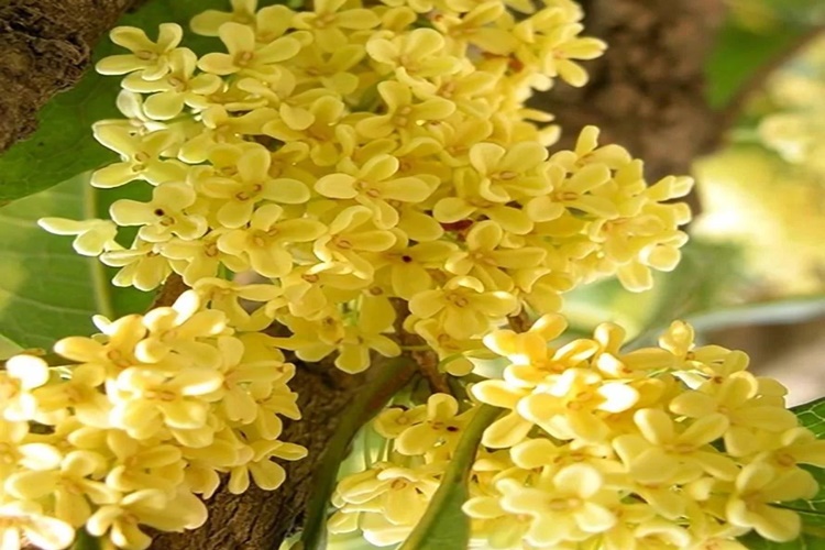 Osmanthus Ne Zaman Çiçek Açar?