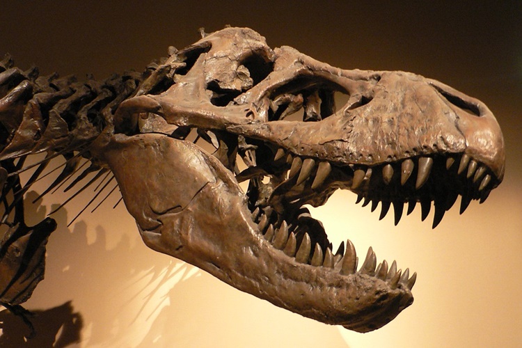 Paleografya İlk Çalışmaları Nerede Başlar?