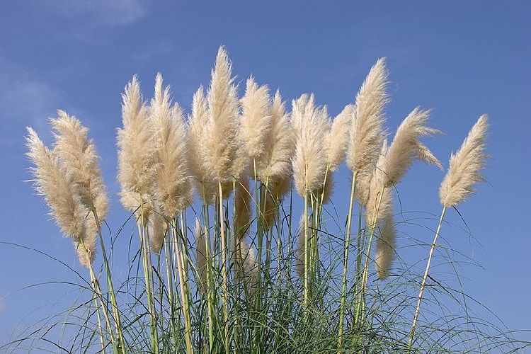 Pampas Otu Ne Zaman Budanır?