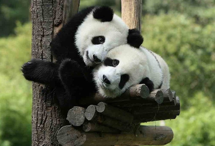 Panda Gebelik Süresi Ne Kadar?
