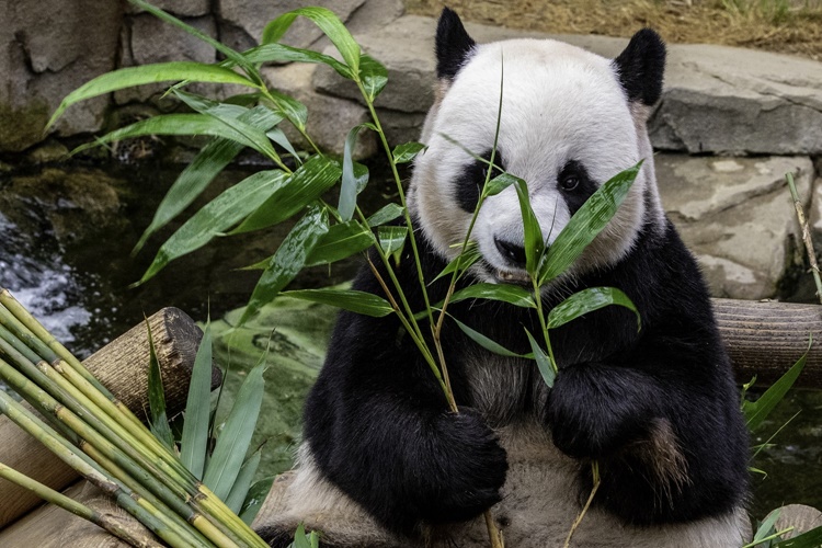 Panda İnsanlara Zarar Verir Mi?