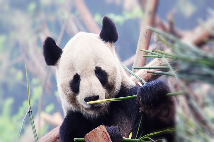 Pandalar Aşık Olur Mu?