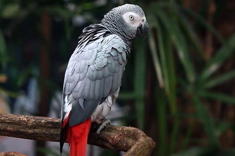 Papağan Neden Titrer?