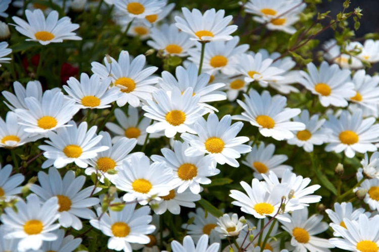 Papatya Hakkında Sıkça Araştırılan Konular Nelerdir?