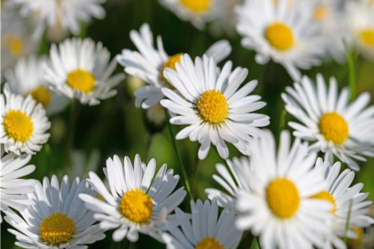 Papatyaya Ne Kadar Su Verilir?