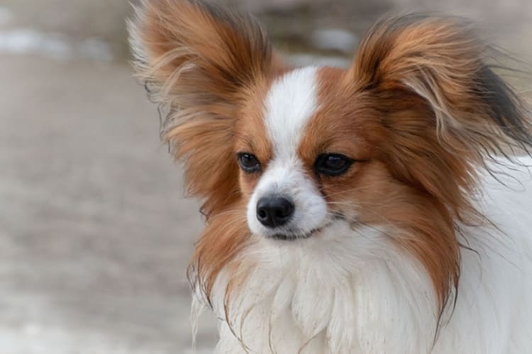 Papillon Köpek Fiyatı 2023 Ne Kadar?