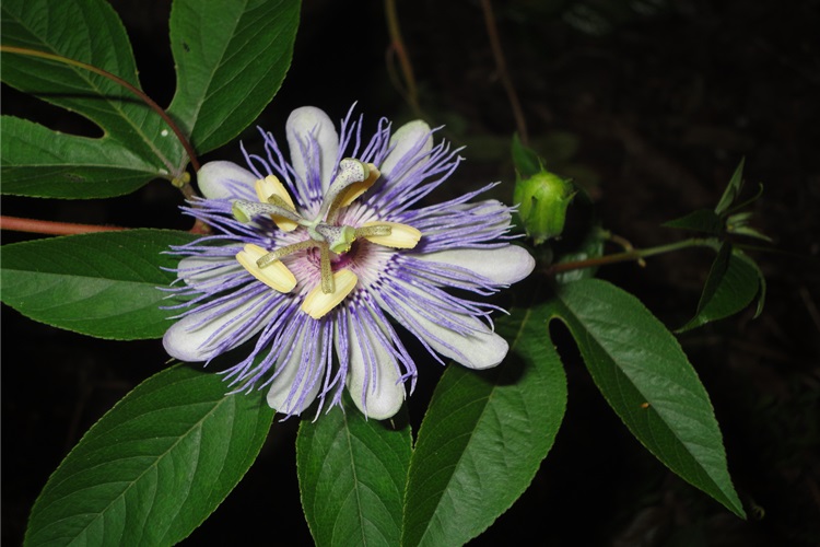 Passiflora Depresyona İyi Gelir Mi?