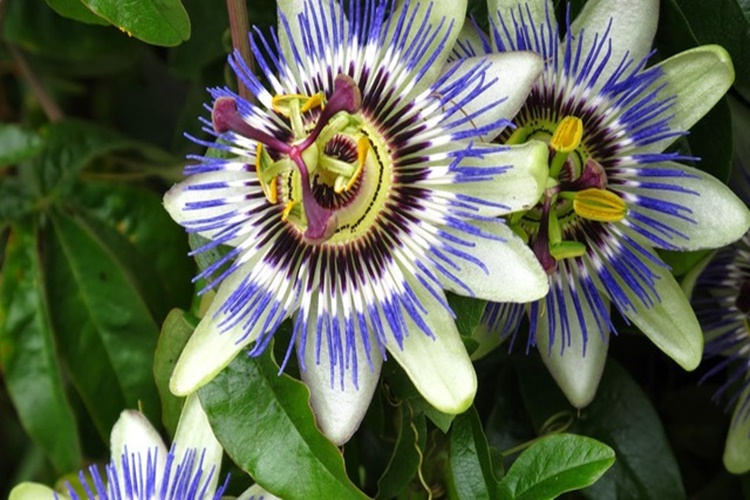 Passiflora Ne Zaman Çiçek Açar?