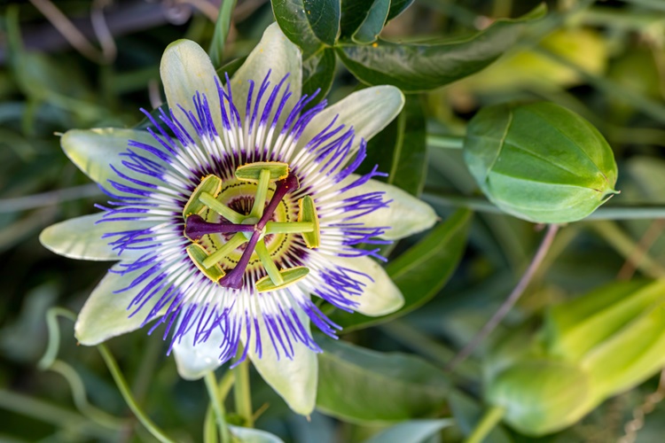 Passiflora Şurup Alkolle Alınır Mı?