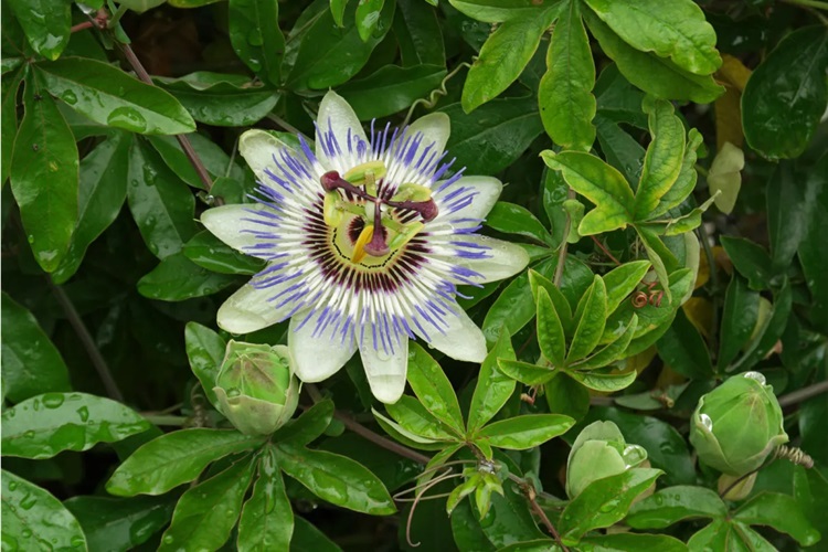 Passiflora Tohumu Nasıl Ekilir?