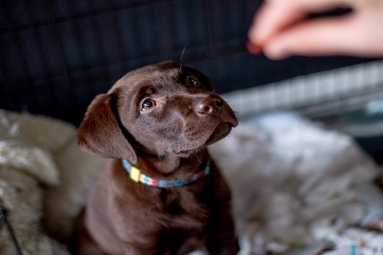 Pastırma Köpeklere Zararlı Mı?