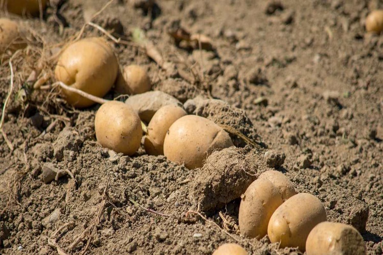 Patates Ağaçta Mı Yetişir?
