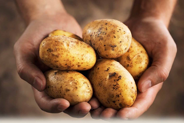 Patates Bozulur Mu?