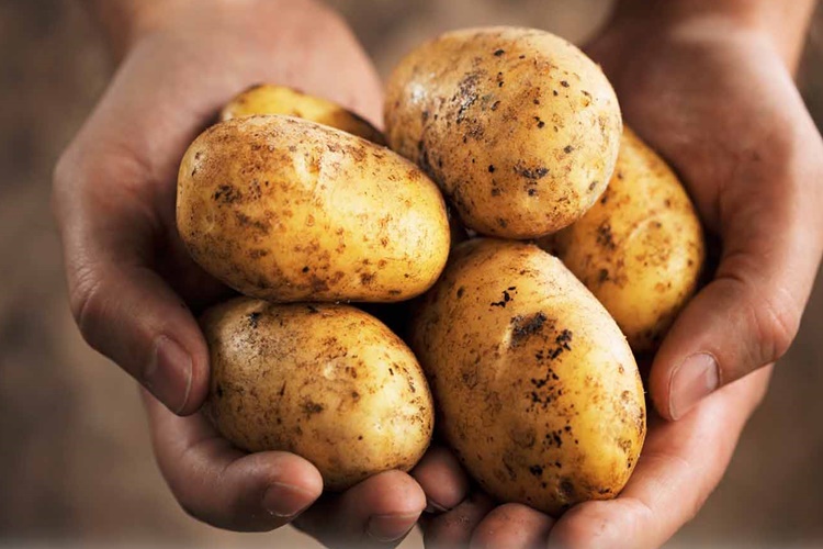 Patates Dondurulur Mu?